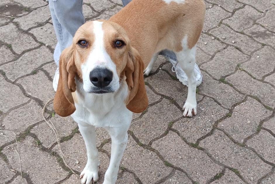 Discovery alert Dog miscegenation  Female Vergongheon France